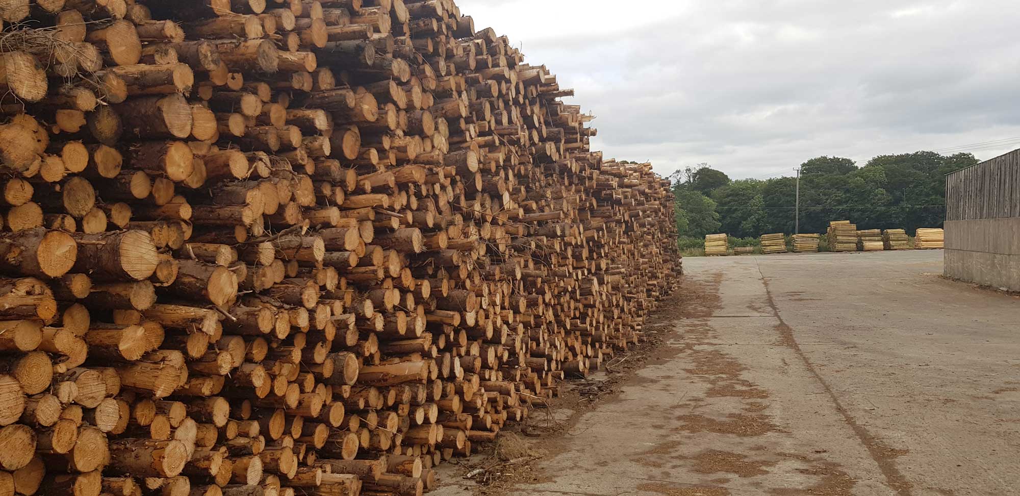 Stacks of timber logs at the yard